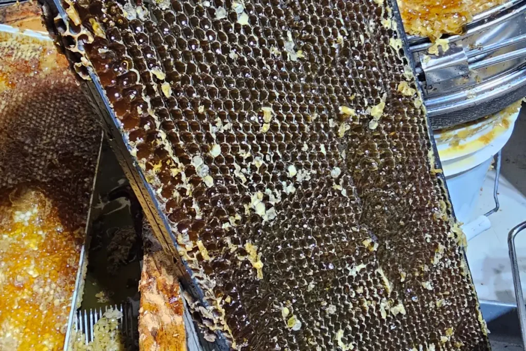 Dark, thick fall honey sitting in uncapped honeycomb instead of dripping from the frame