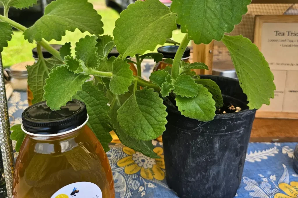 Food Safety, Fresh Corn, &Amp; Rosemary Honey 4 Mexican mint, also called Cuban oregano and Caribbean thyme, at the Backyard Bees farmers market table