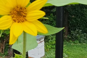 The Hive 1 Sunflower blooming near Backyard Bees apiary, reflecting the spirit of a second visit to Heckscher State Park through the eyes of a beekeeper