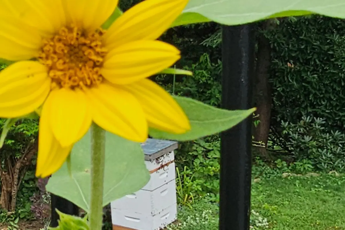 Sunflower blooming near Backyard Bees apiary, reflecting the spirit of a second visit to Heckscher State Park through the eyes of a beekeeper