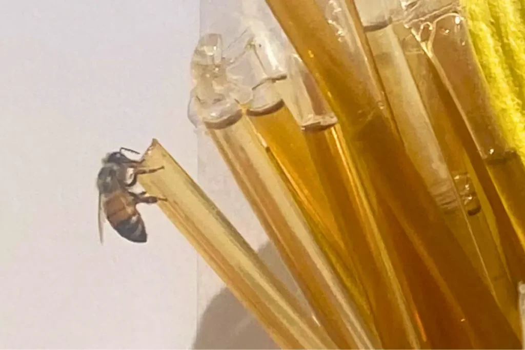 Honey bee landing on a honey straw at the farmers market