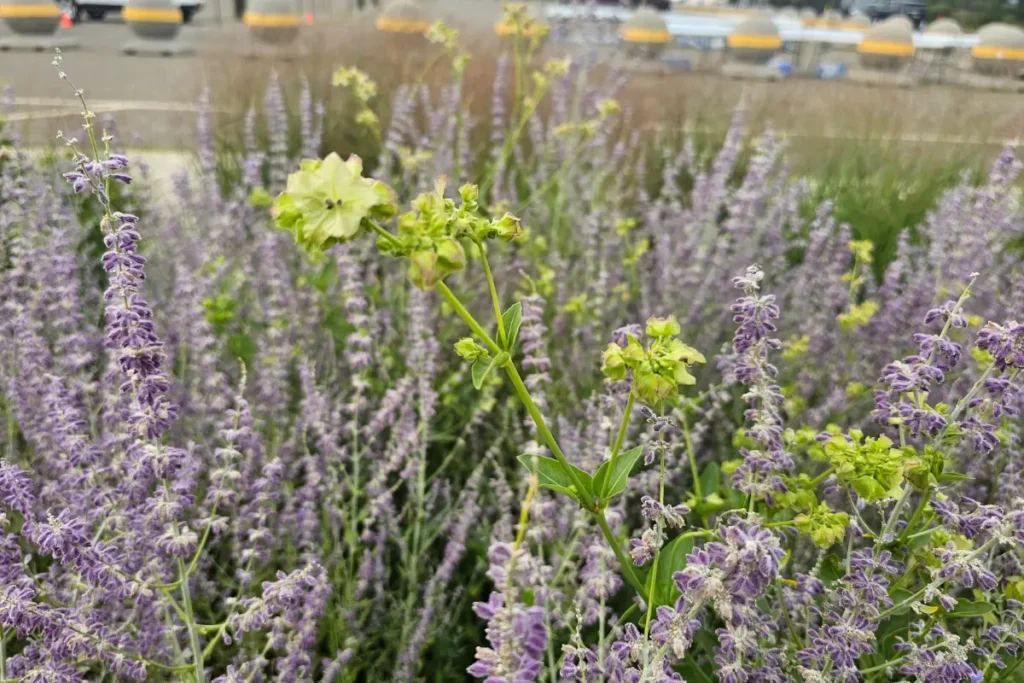 Russian sage blooming in the landscaped gardens near the theater at Jones Beach State Park.
