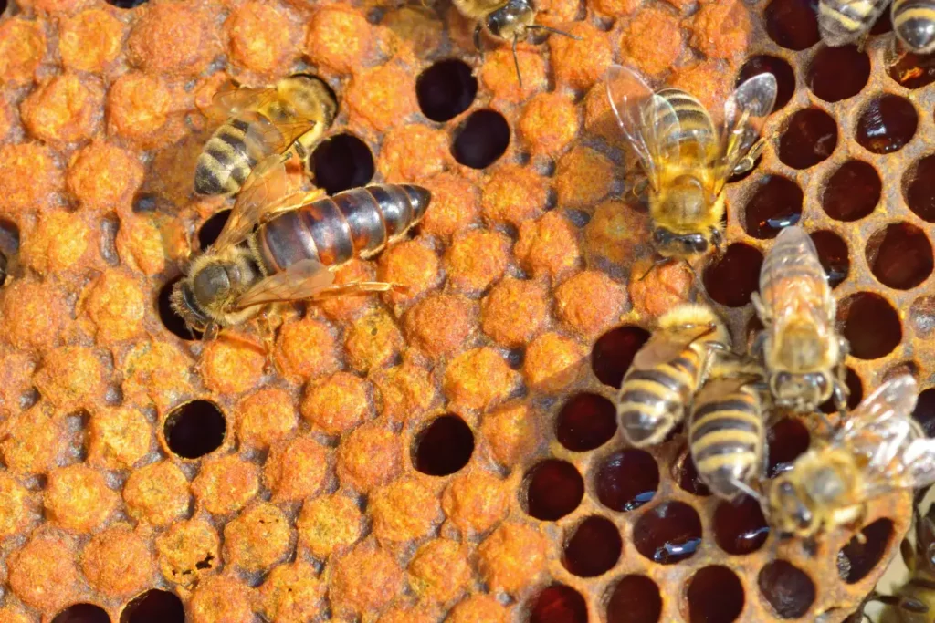 Queen bee with an elongated abdomen surrounded by worker bees on brood comb.