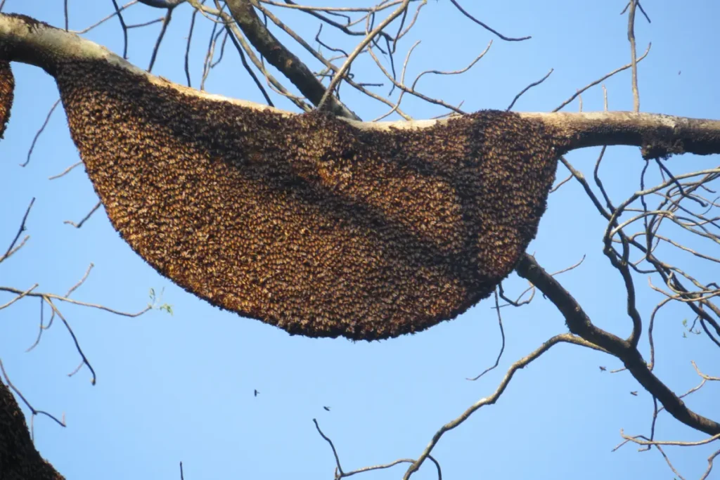 It Started With Hello 4 Giant Asian honey bees covering a large exposed comb hanging from a tree branch