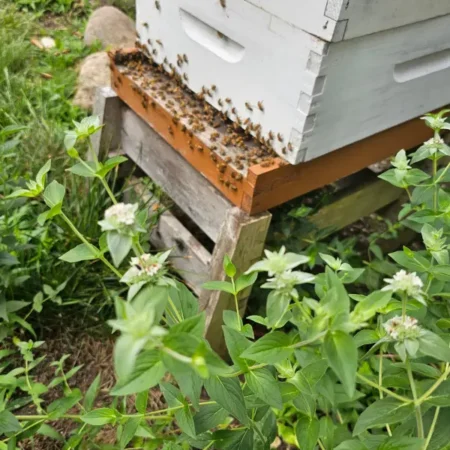 close up of Glen Head bee hive surrounded by mountain mint