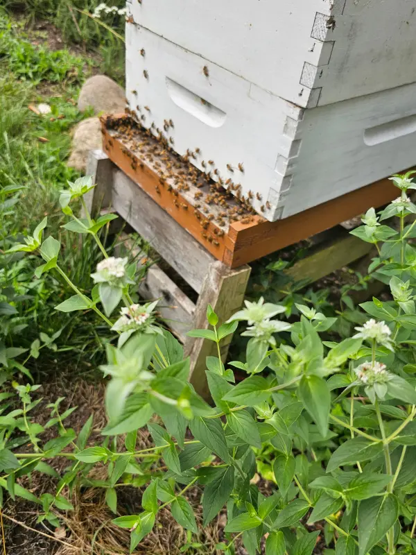 close up of Glen Head bee hive surrounded by mountain mint