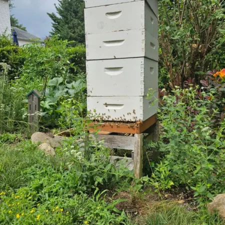 tall backyard beehive surrounded by pollinator garden in bloom