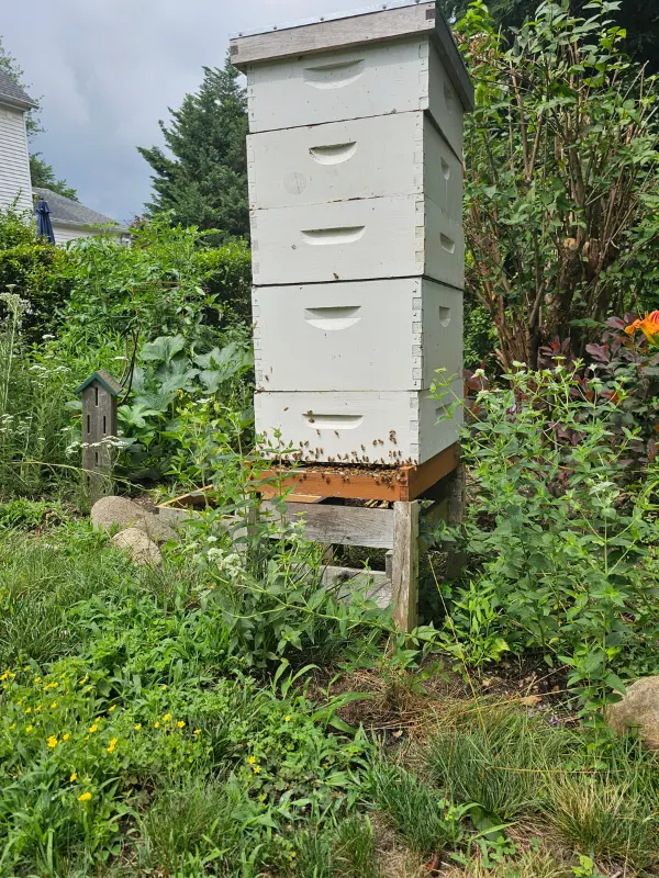 tall backyard beehive surrounded by pollinator garden in bloom