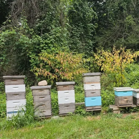 a row of wooden beehives in Oyster Bay Long Island