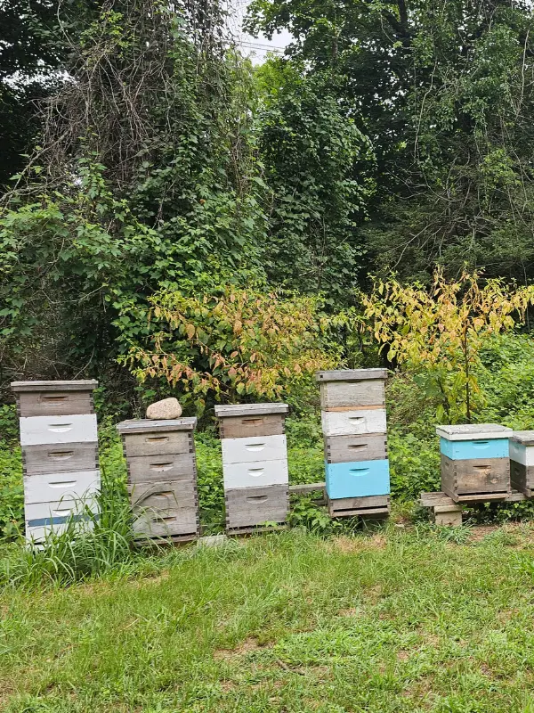 a row of wooden beehives in Oyster Bay Long Island