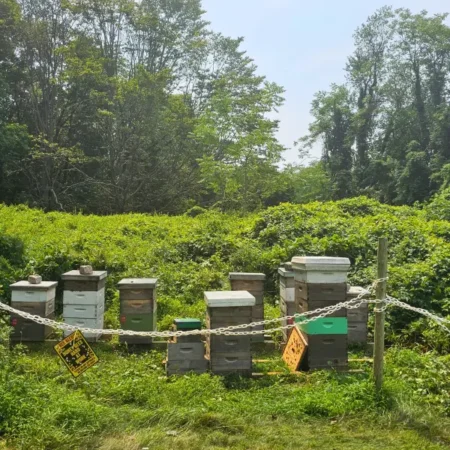 Six beehives in a row in the Roslyn section of Long Island