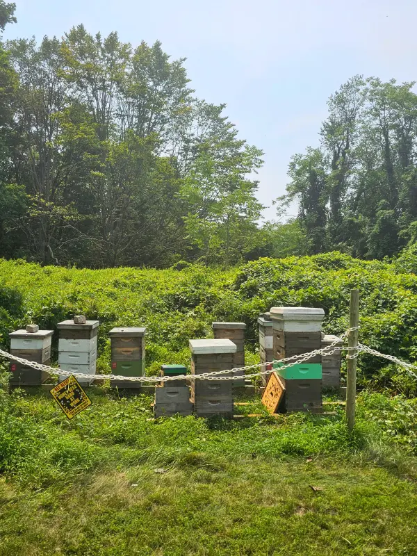 Six beehives in a row in the Roslyn section of Long Island