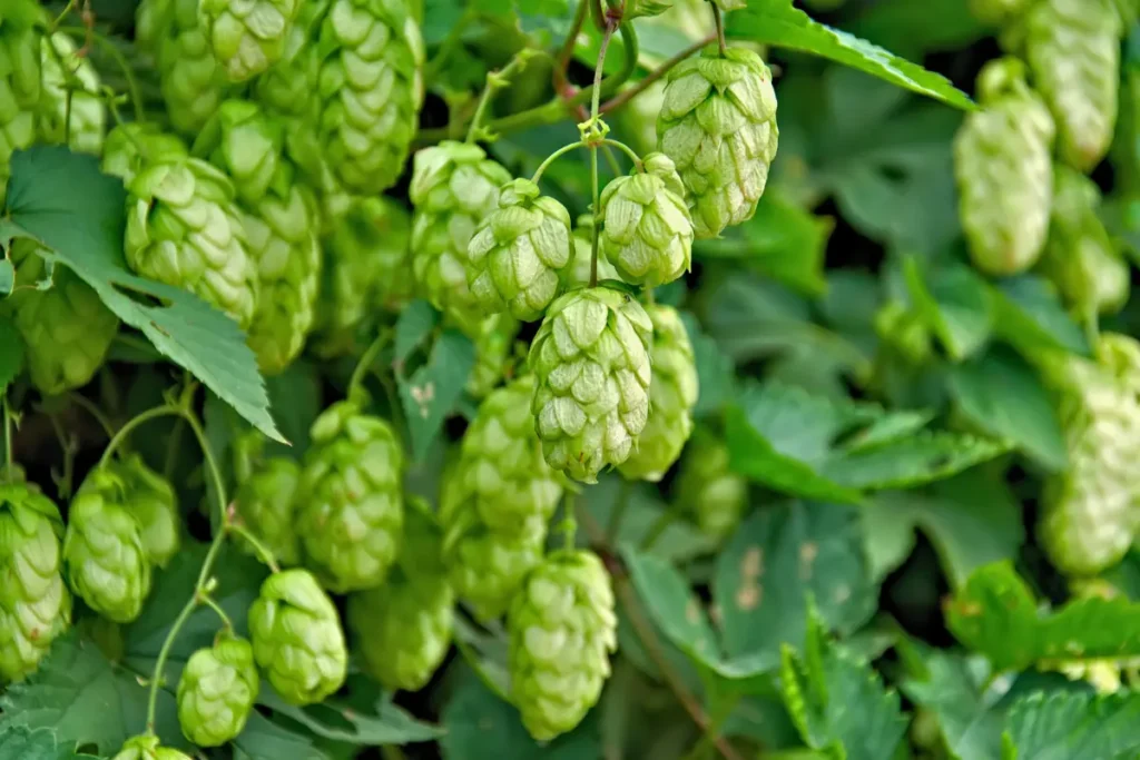 close up of hops on the vine
