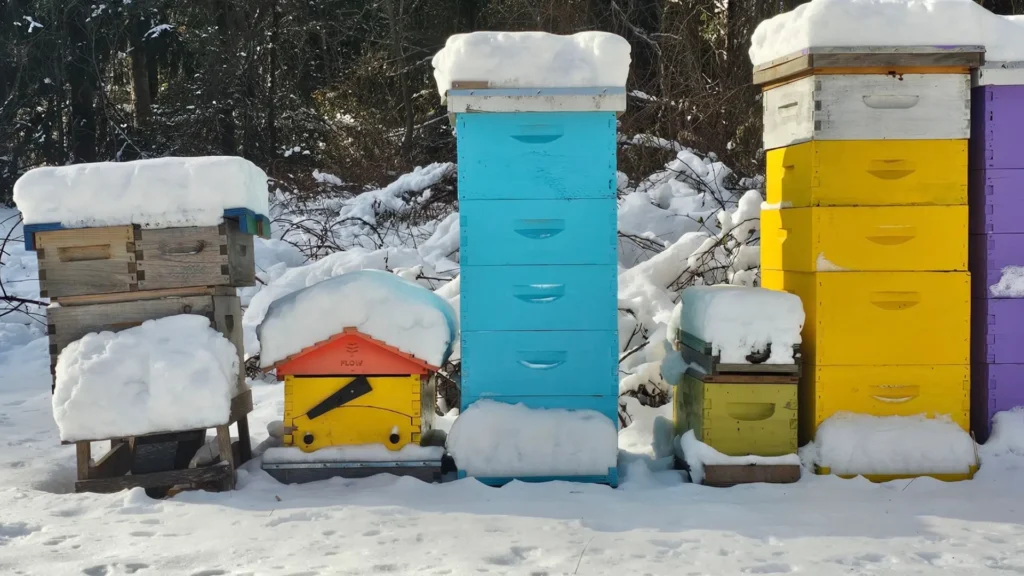 winter hives color